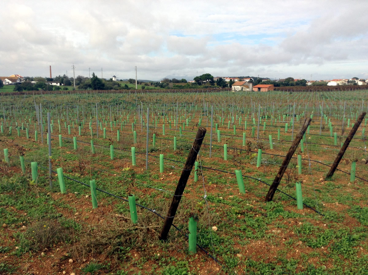 ARAMAÇÃO DE VINHAS, POMARES E OLIVAIS